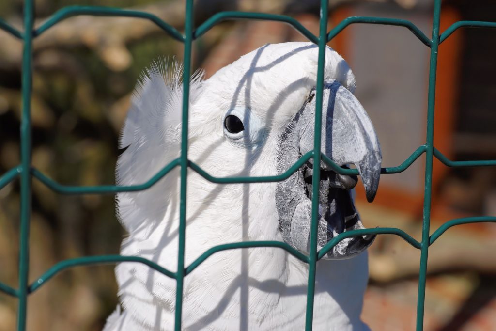 Parrot biting a barrier. Language barriers metaphor.